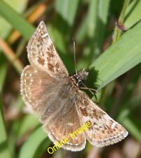 Photo 6x4 Dingy Skipper Butterfly (Erynnis tages) Kingston/NJ3365 One of c2013