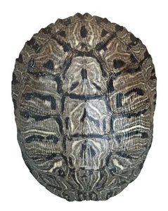 Pond Turtle Shell (7-8 inches) (Natural Bone Quality A) Red Eared Slider Real - Picture 1 of 2