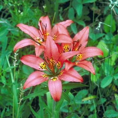Lilium philadelphicum | Philadelphia Lily | 25 Seeds - Image 1 of 4