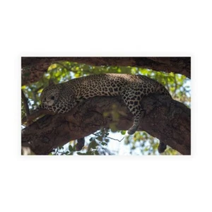 Stampa su Tela su Carta Poster o Quadro Bennion Scott Napping - Bild 1 von 2