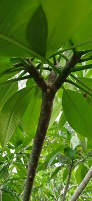 Plumeria Cuttings 3-Tips 12" Exotic & Tropical White and Yellow - Ready to Root! - Image 1 of 4