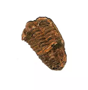 FOSSIL 500 milioni di anni Marocco TRILOBITE #32 - Foto 1 di 1