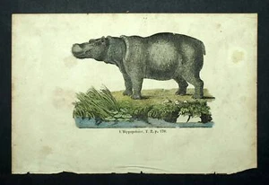 L'HIPPOPOTAME, gravure originale lithographie du XIXe siècle - Imagen 1 de 2