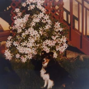 Foto Polaroid Vintage Cane Carino Sheltie Clematide Fiori Trovati Arte Istantanea - Foto 1 di 5