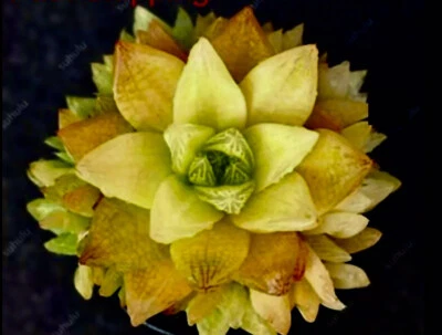 HAWORTHIA planta rara cactus flor suculentas/ 20+ semillas/envío gratuito Foto 1 de 4