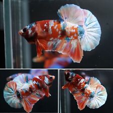 Multi Color Candy Marble Nemo Koi Galaxy Plakat - Live Male Betta Fish - Grade A