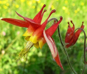 COLUMBINE EASTERN RED Aquilegia Canadensis - 500 Bulk Seeds - Picture 1 of 1