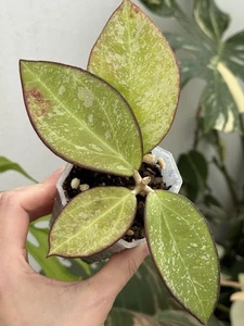 Hoya Icensis Splash (Black Margin Leaves)~Rare~Established Indoor/Outdoor Plant - Picture 1 of 8
