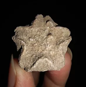 02 ECHINODERMATA BLASTOIDE, DELTOBLASTUS TIMORENSIS DE TIMOR INDONESIA, 24MM - Imagen 1 de 7