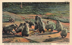 PARQUE NACIONAL DE YELLOWSTONE OSOS PARDOS TIERRA DE ALIMENTACIÓN POSTAL DE COLECCIÓN 92823 S - Imagen 1 de 2