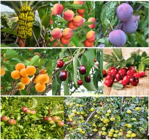 40 x mixed fruit tree seeds. (5 x seeds from 8 varieties.). - Picture 1 of 9