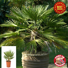 Hardy Mediterranean Fan Palm Chamaerops Humilis Tree Garden Plant Patio Tall