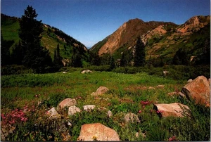 Cartolina ALBION BASIN WILDFLOWERS Little Cottonwood Canyon UTAH UT 4x6 - Foto 1 di 2