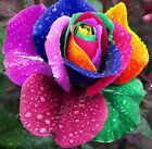 100x graine Rosier Grimpant ARC EN CIEL RAINBOW colorful rosebush seeds Rose