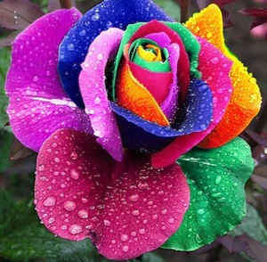 RARE 10x graine Rosier Grimpant ARC EN CIEL RAINBOW colorful rosebush seeds Rose - Bild 1 von 5