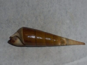 MELANOIDES MACULATA WONDERFUL - Imagen 1 de 2