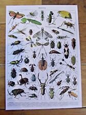 Set de Table A3 Affiche Poster Art Print Insectes scarabée Tetrix Menthe
