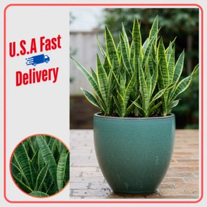 2-3ft. Rooted Sansevieria Snake Plant Mother in Law's Tongue cutting 3+ Leaves - Picture 1 of 16