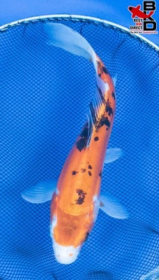 Estanque de jardín de peces koi vivos 11" DOITSU YAMATO NISHIKI 29/09 Foto 1 de 4