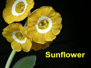 Primula Auricula Plant Sunflower (Show Self)