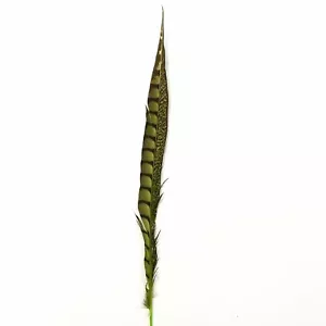 10" to 20" Lady Amherst Pheasant Side Tail Feather - Lime Green - Bild 1 von 3