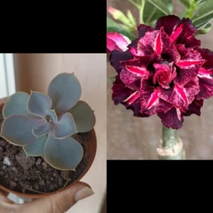 Adenium Obesum Rosa Del Desierto Y Una Echeveria Perle Vom - Picture 1 of 2