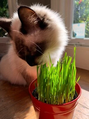 Buy 2 Get 3rd Free! Cat Dog Grass Seeds, 1 Oz (800+) Super Sweet Oat Grass Seeds - Image 1 of 4