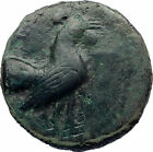 PANORMOS Sicily RARE R1 Authentic Ancient Sicilian Greek Coin w ROOSTER i73506