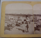 Burros Packing Sheep Pelts Colorado Gurnsey Stereoview Photo