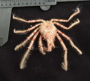 CRABS/Deep sea crab species preserved dried crabs - Picture 1 of 2