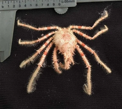 CRABS/Deep sea crab species preserved dried crabs - Image 1 of 2