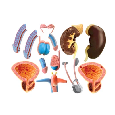 Modelo de ensamblaje de anatomía humana medicina enseñar molde de órgano reproductivo masculino femenino Foto 1 de 4