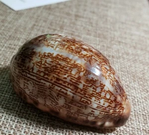 Cypraea Arábica Immanis 37,mm Sri Lanka 1998 ⭐ - Imagen 1 de 9