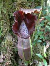 NEPENTHES NAGA - PIANTA CARNIVORA, 5 SEMI SELEZIONATI
