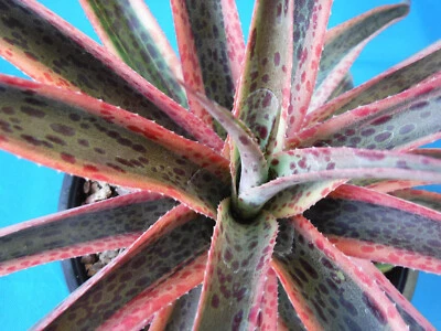 Mangave "Kaleidoscope" VARIEGATED Manfreda x Agave Succulent STARTER PLANT 5"+ - Image 1 of 4
