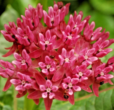 1,000 ASCLEPIAS PURPURASCENS Seeds (Purple Milkweed) RARE Bulk Butterfly Flowers - Image 1 of 3
