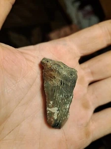 Small Medalodon Shark Tooth - Picture 1 of 6