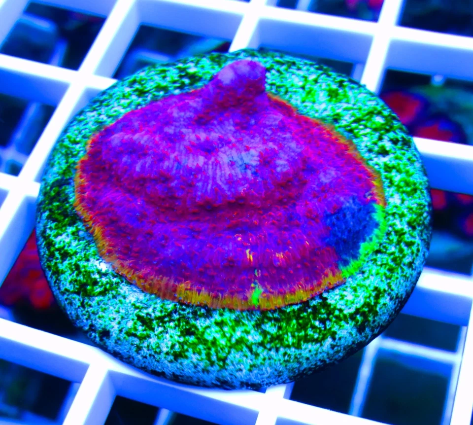 Wysiwyg ECR Ultra borde arco iris litografía coral vivo Foto 1 de 1