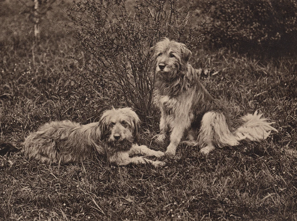 BEARDED COLLIE TWO OLD STYLE SHEEPDOGS DOG GREETINGS NOTE CARD - Изображение 1 из 1