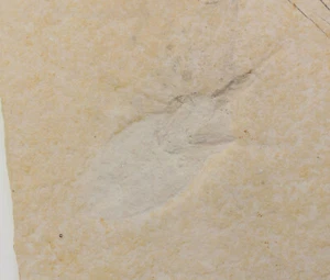 Wasserwanze,Mesobelostomum depertitum, Jura, Tithon, Schernfeld, Deutschland-a29 - Picture 1 of 5