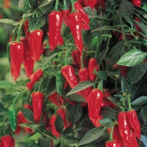 PERENNIAL HOT CHILLI PEPPER APACHE 10 FINEST SEEDS - Picture 1 of 2