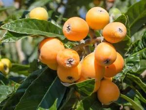 ERIOBOTRYA JAPONICA, Loquat tree, fragrant Japanese Medlar, rare edible, 15-20cm - Picture 1 of 5