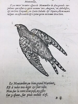 Hirundininae Swallow 1557 Rare Ornithology Engraving Bird Belon - Image 1 of 4