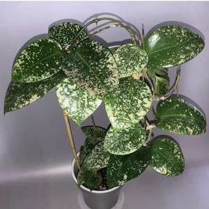 Hoya Acuta EPC 997 Plant Rooted Cutting - Picture 1 of 8