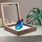  Butterflies Specimen Display Case Rock Glass Insect Box Dried Flowers