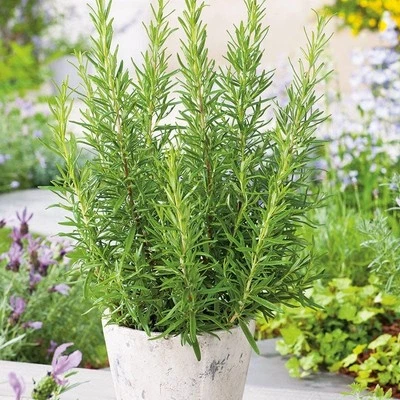 Rosemary Herb Plant – 8-12" Tall in 3.5" Pot – Aromatic, Culinary, Easy Grow - Image 1 of 4