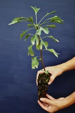 GINKGO BILOBA 1 pianta in alveolo Ginko albero della vita pianta medicinale
