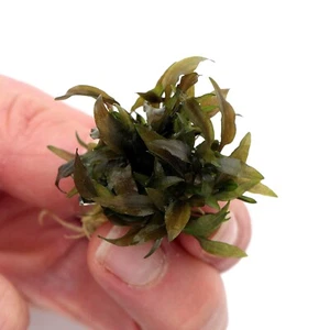 Cryptocoryne Wendtii Indonesia In Vitro Live Aquarium Plants Tropical K2AQUA - Picture 1 of 4