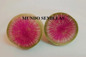 Rabano sandia ( watermelon radish ) 50 semillas - seeds - huerto - Imagen 1 de 2