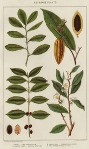 Beverage Plants: Authentic 1902 (Dated) Botanical Stone Chromolithograph - Picture 1 of 1